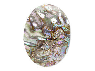 Abalone